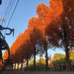 <span class="title">★ 今年も・・・ 褐色の光景に 出会えました。  #自転車 #自転車のある風景 #自転車散歩 #自転車日和 #ロードバイク #ロードバイクのある風景 #ロードバイクjp #roadbike_jp #紅葉 #褐色の世界 #ロードバイクJP</span>